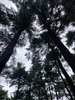 pine forest.JPG